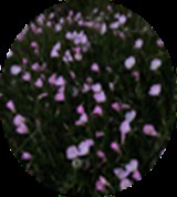 Group Image